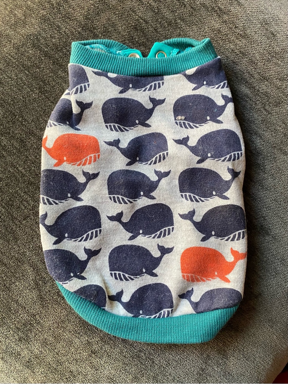 Whale Print Teal-Trim Dog Tee